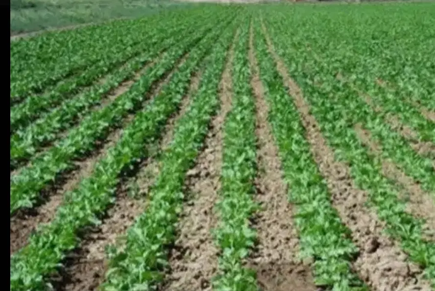زمین کشاورزی