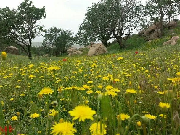 زمین سکنج
