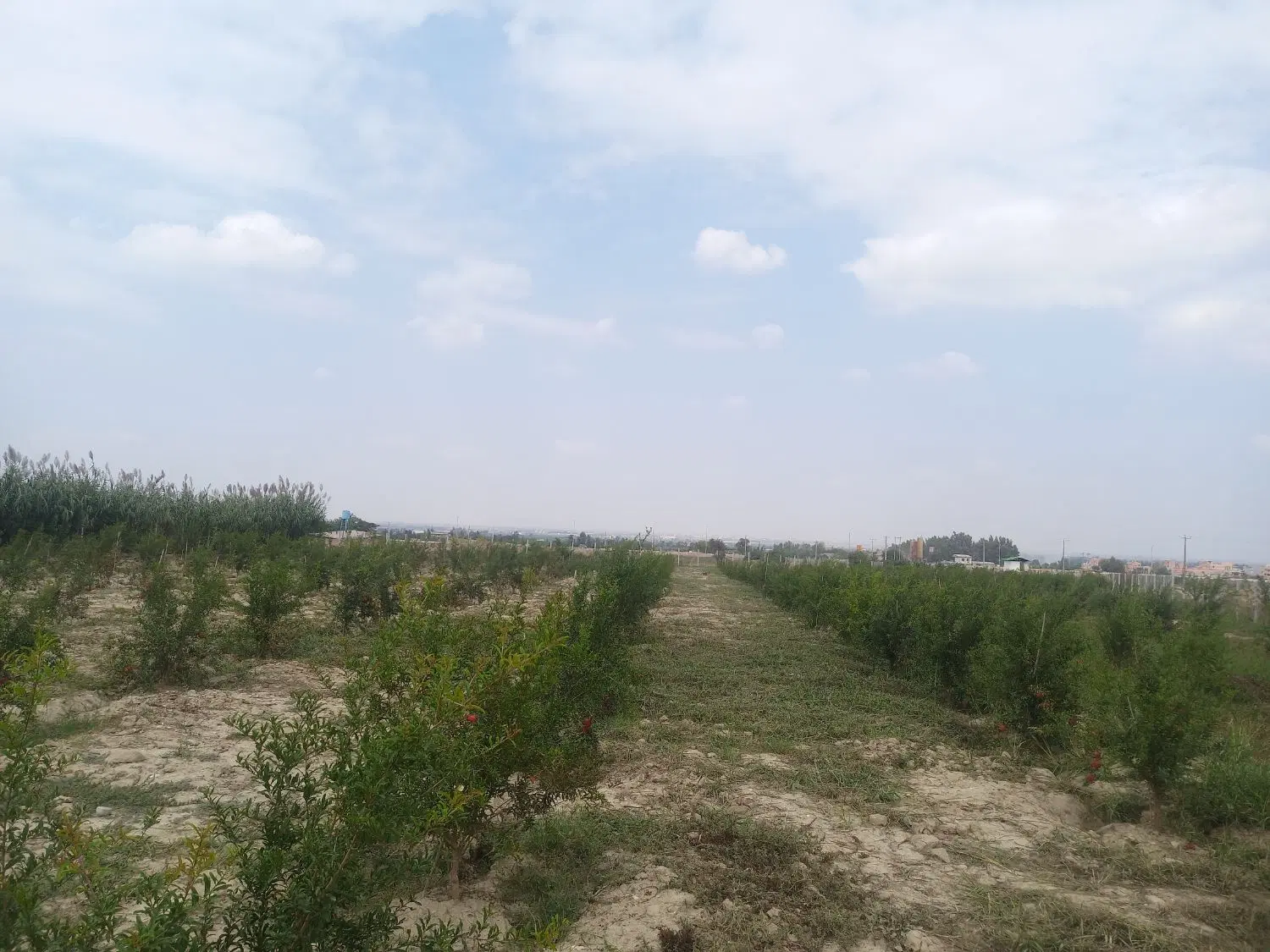 یک هکتار باغ انار 3 ساله