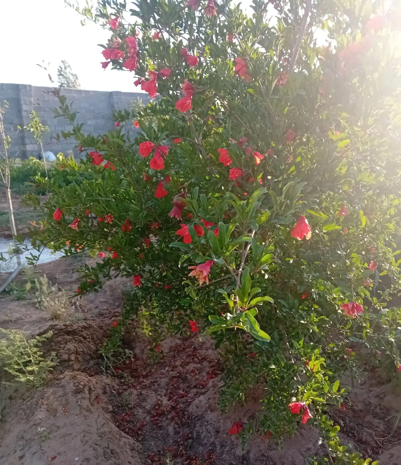 باغچه عرب اباد باغات خسروی