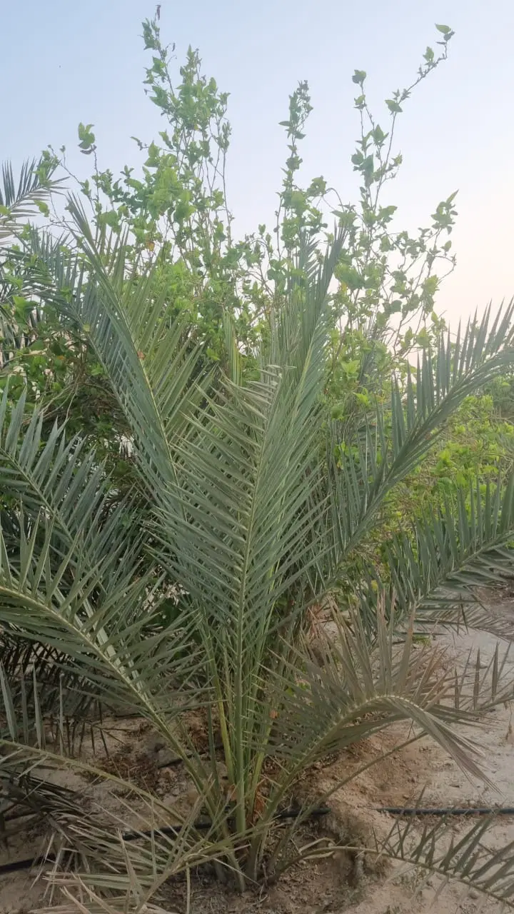 زمین مسکونی فاز ۴ خورموج