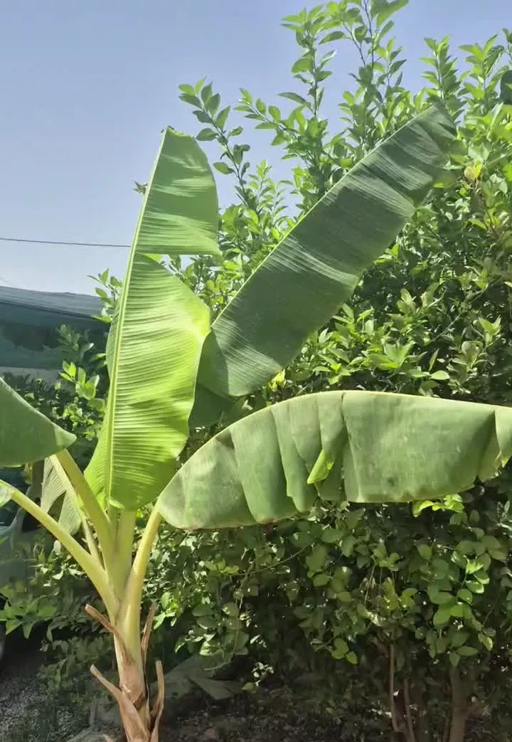 خانه‌باغ‌روستای‌دشت‌‌اکبر