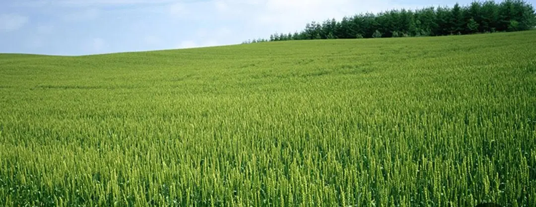زمین کشاورزی