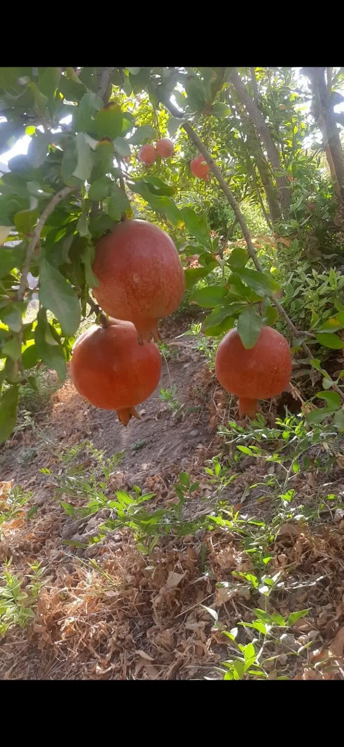 باغچه انار بار ۶۰۰متر