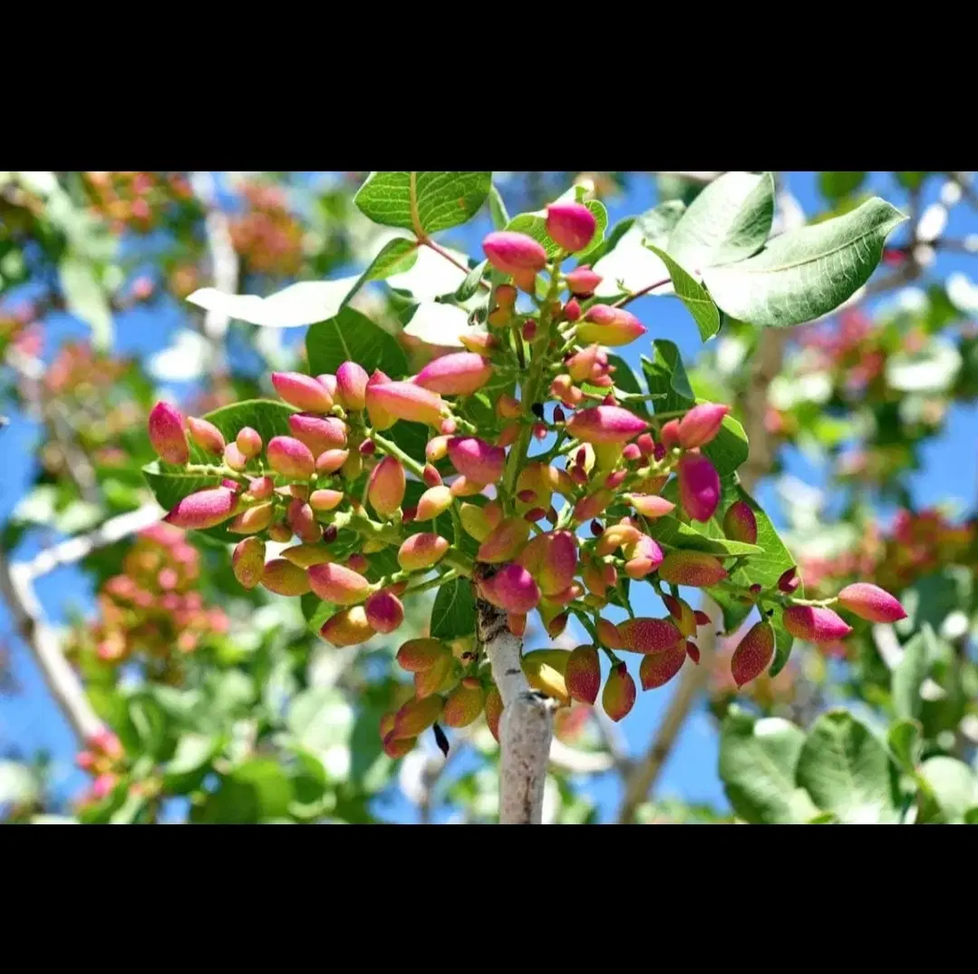 فروش ۹ساعت آب چاه موتور کشاورزی وزمین زراعی