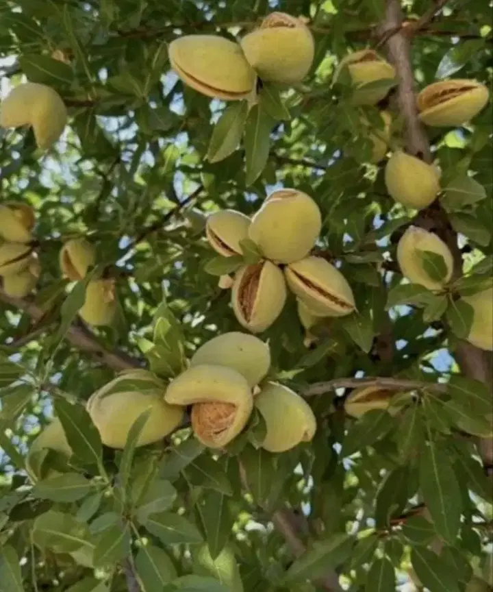 فروش زمین کشاورزی