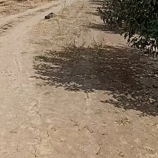 دو هکتار زمین جاده روانسر