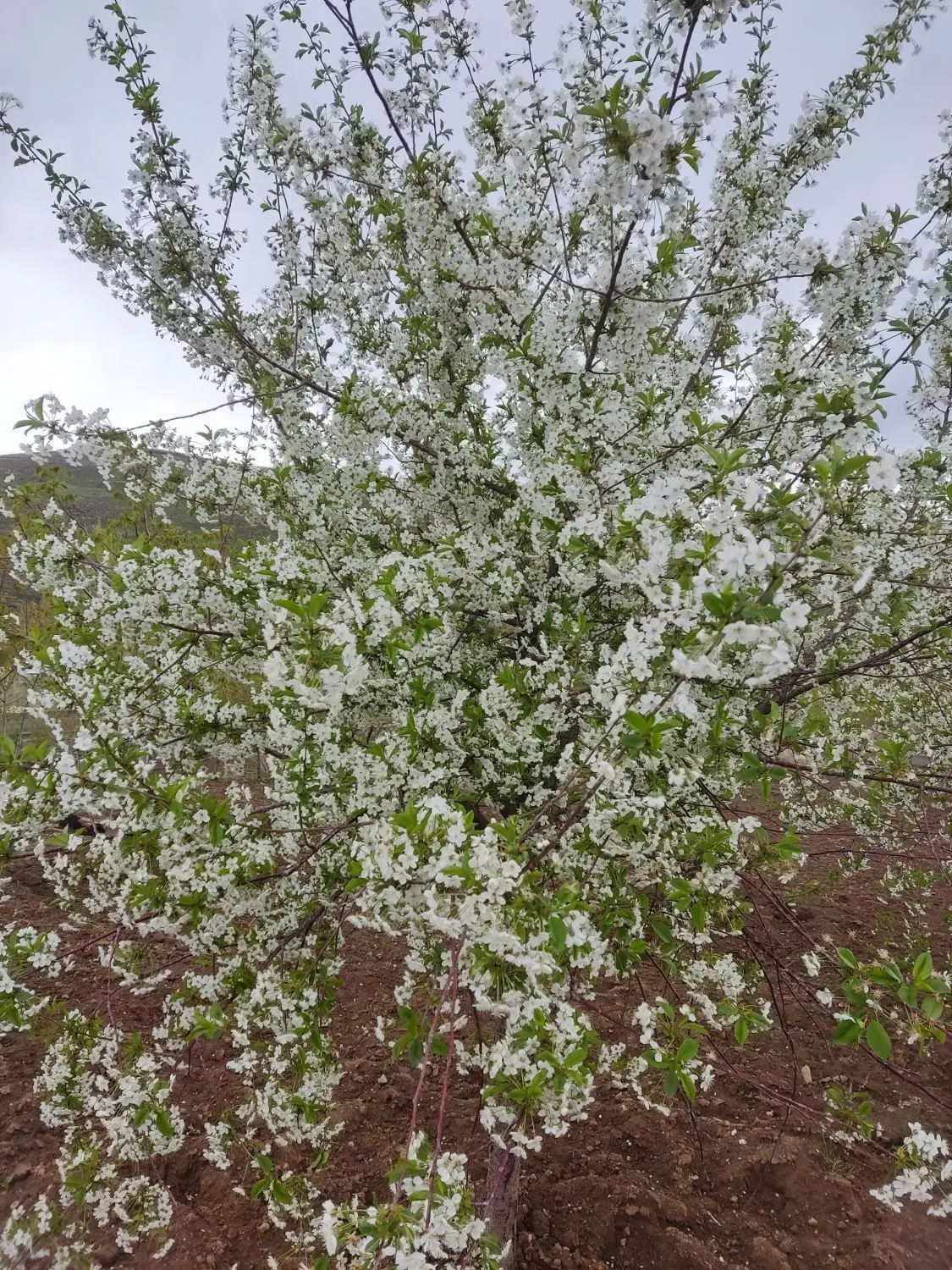 زمین فروشی
