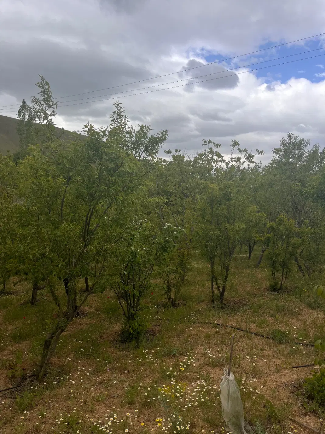 باغ حسن آباد مربزان