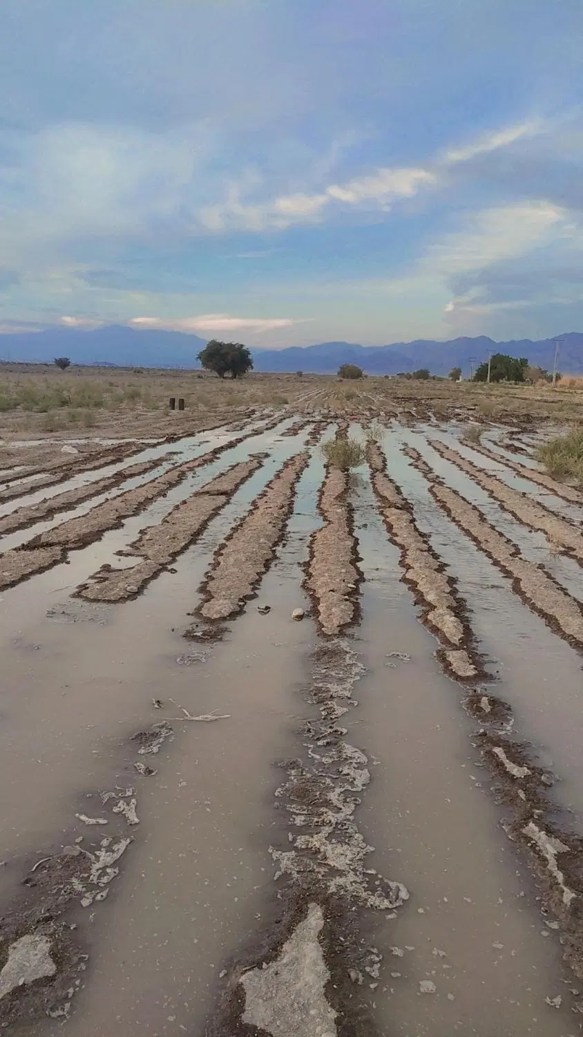 3هکتار زمین اجاره ای مرغوب آبرسانی قطره ای