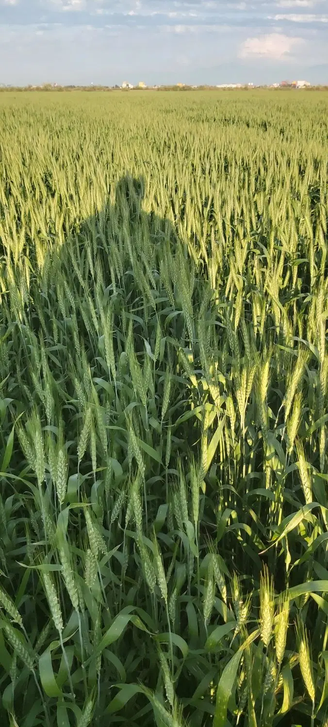 زمین کشاورزی در(قیللی) جنوب روستای دوگونچی