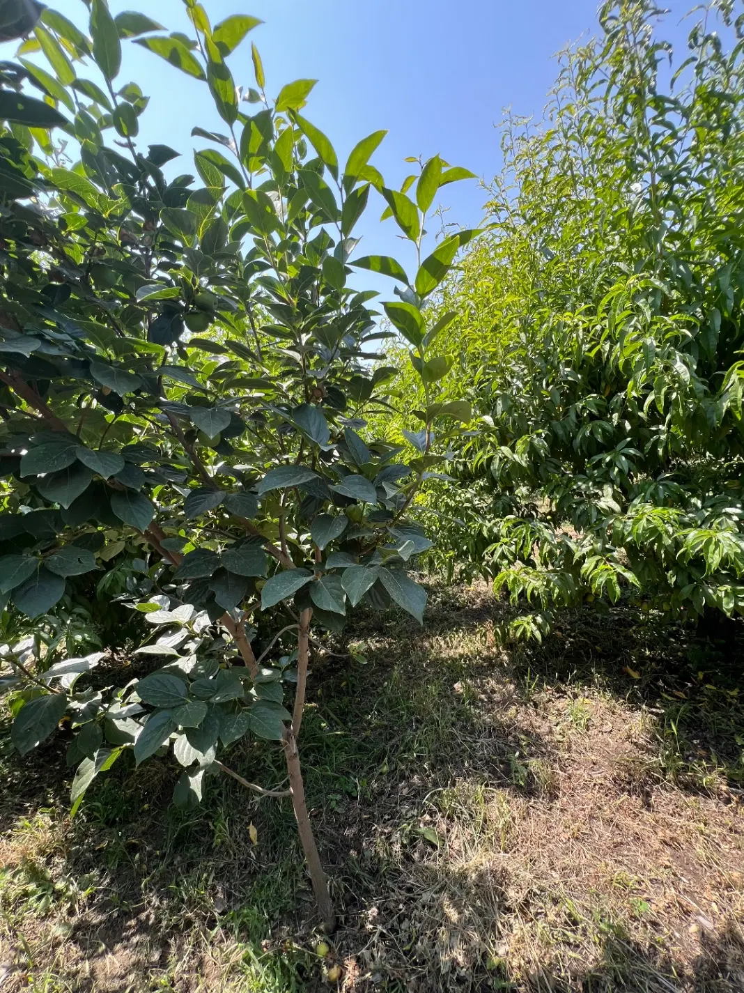 باغچه ویلایی جاده سلماس باربین ( املاک عمارت)