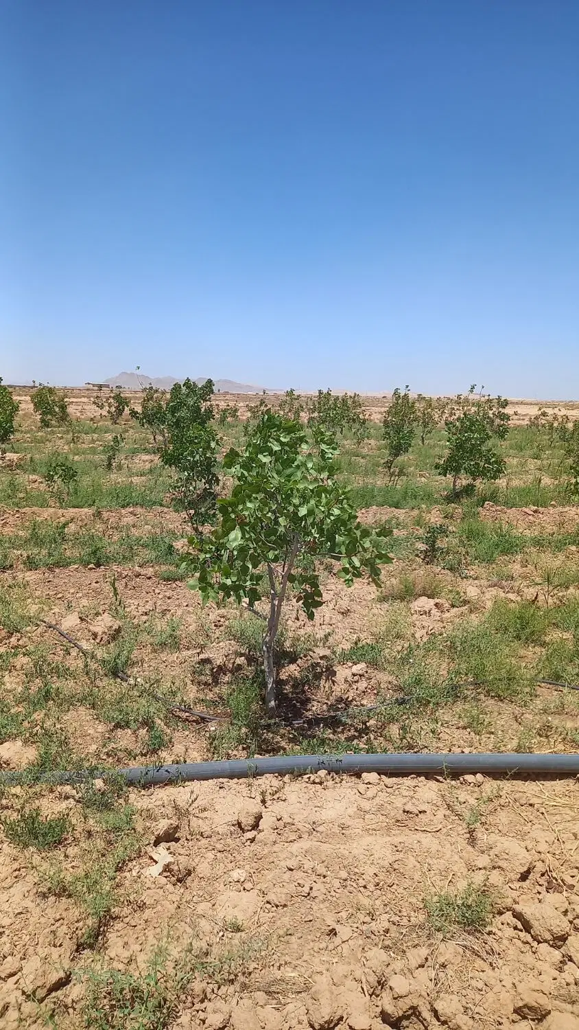 ۴ جریب زمین باغی سندداردر شاهپورآباد برخوار