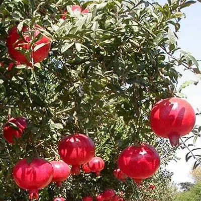 باغ اناری شهرضا