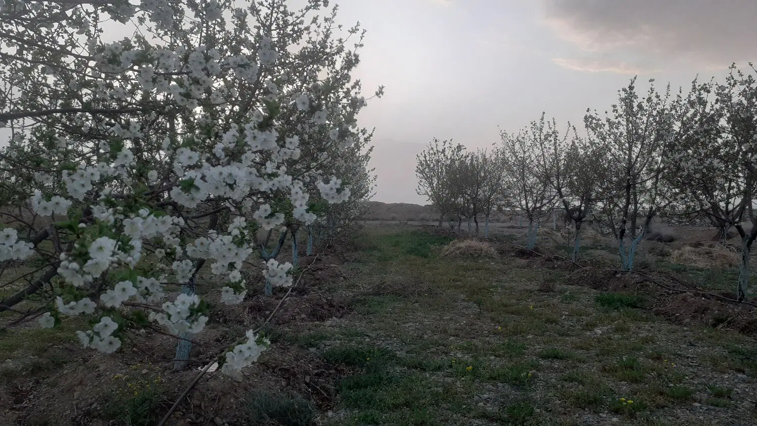 باغ به متراژ  ۲۰۰۰ متر