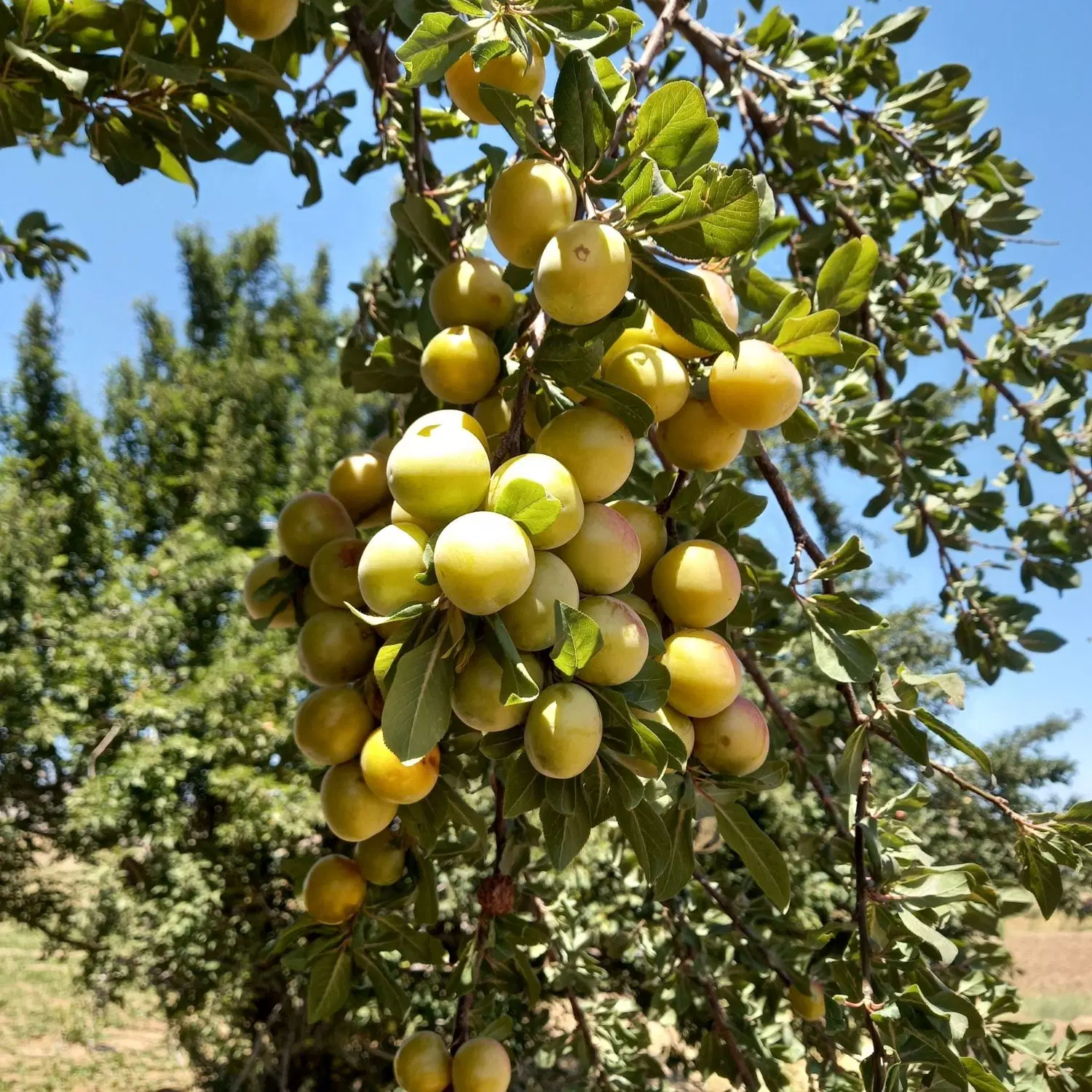 ۵۰۰ متر زمین باغی