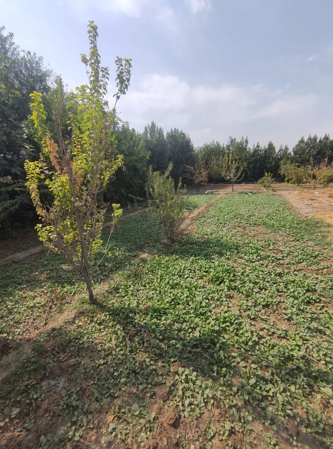۴۵۰ متر باغ، باغچه، تپه نظام آباد_آب و برق
