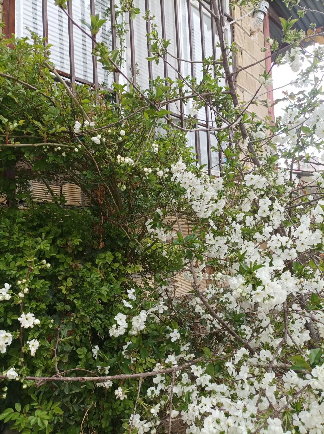 خانه باغ 200متری ویلای سند دار