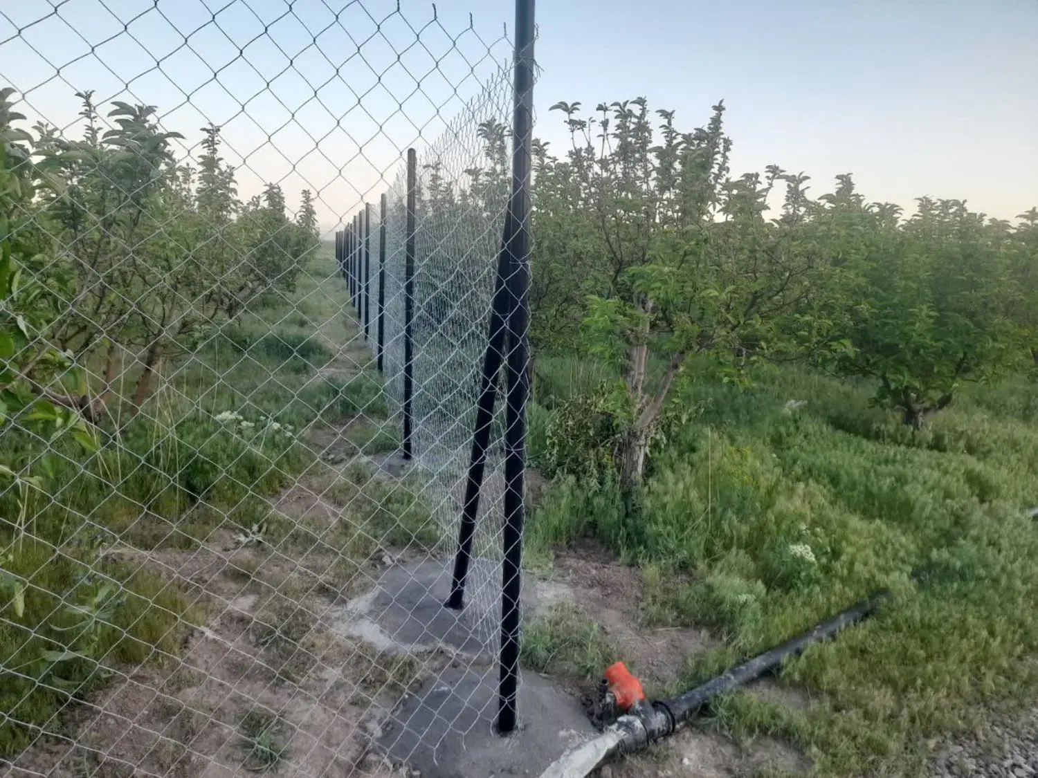 باغ سیب سه راهی سلطانیه