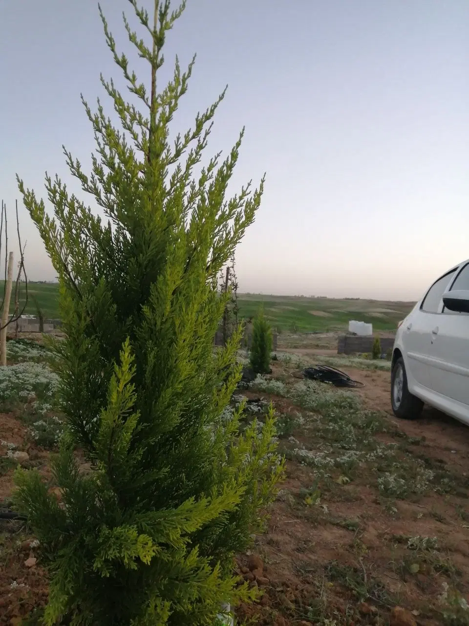 باغ معاوضه با زانتیا