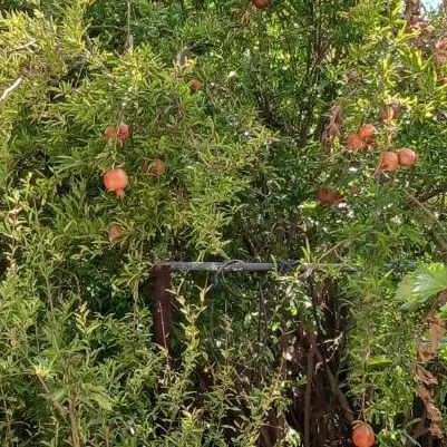 زمین کشاورزی با شش دانگ آب قنات