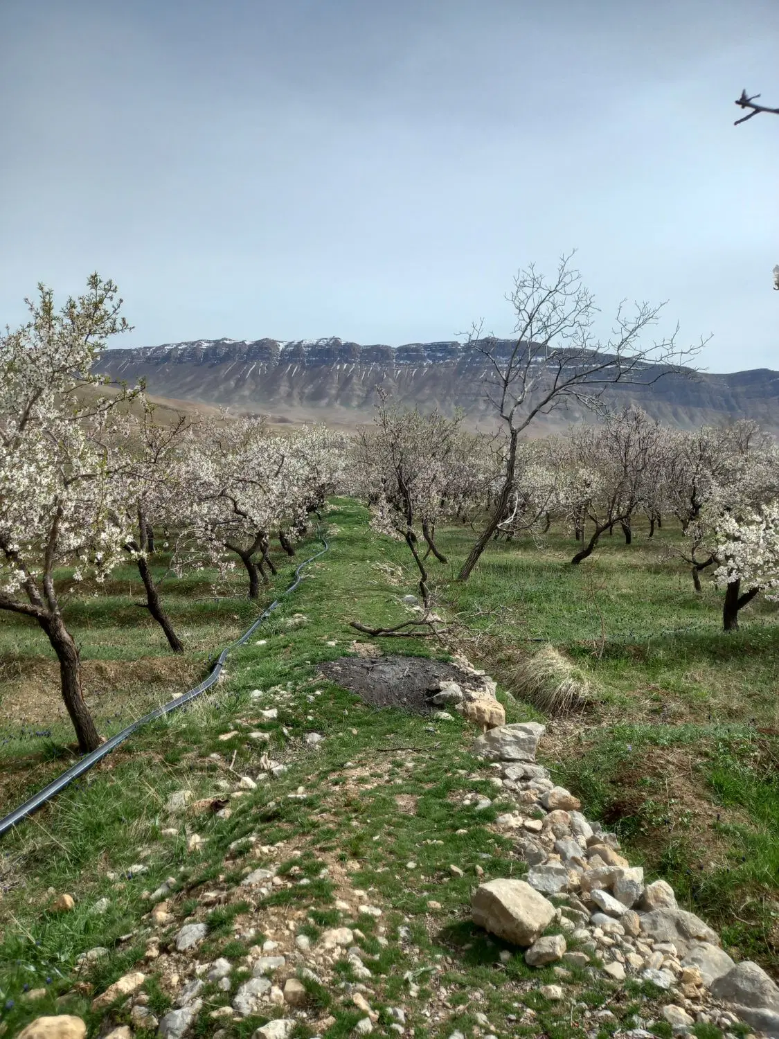 باغ بادام مامایی بکان