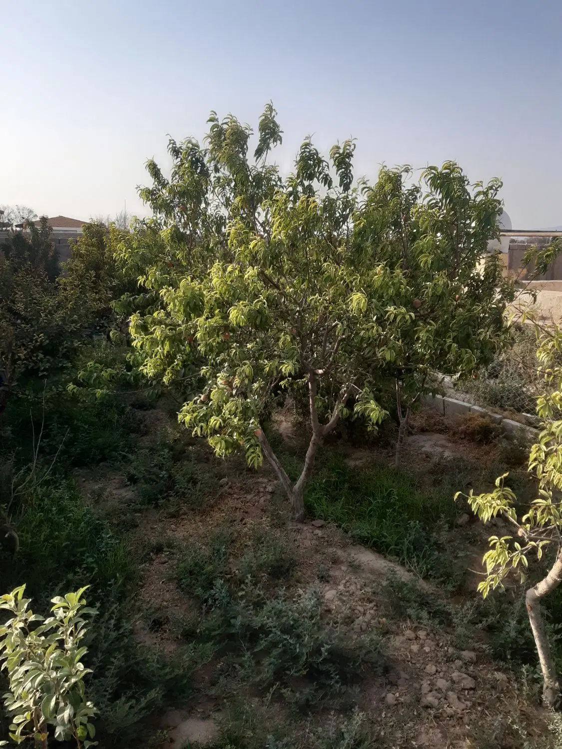 باغچه ودامداری ۱۰۰۰ متری