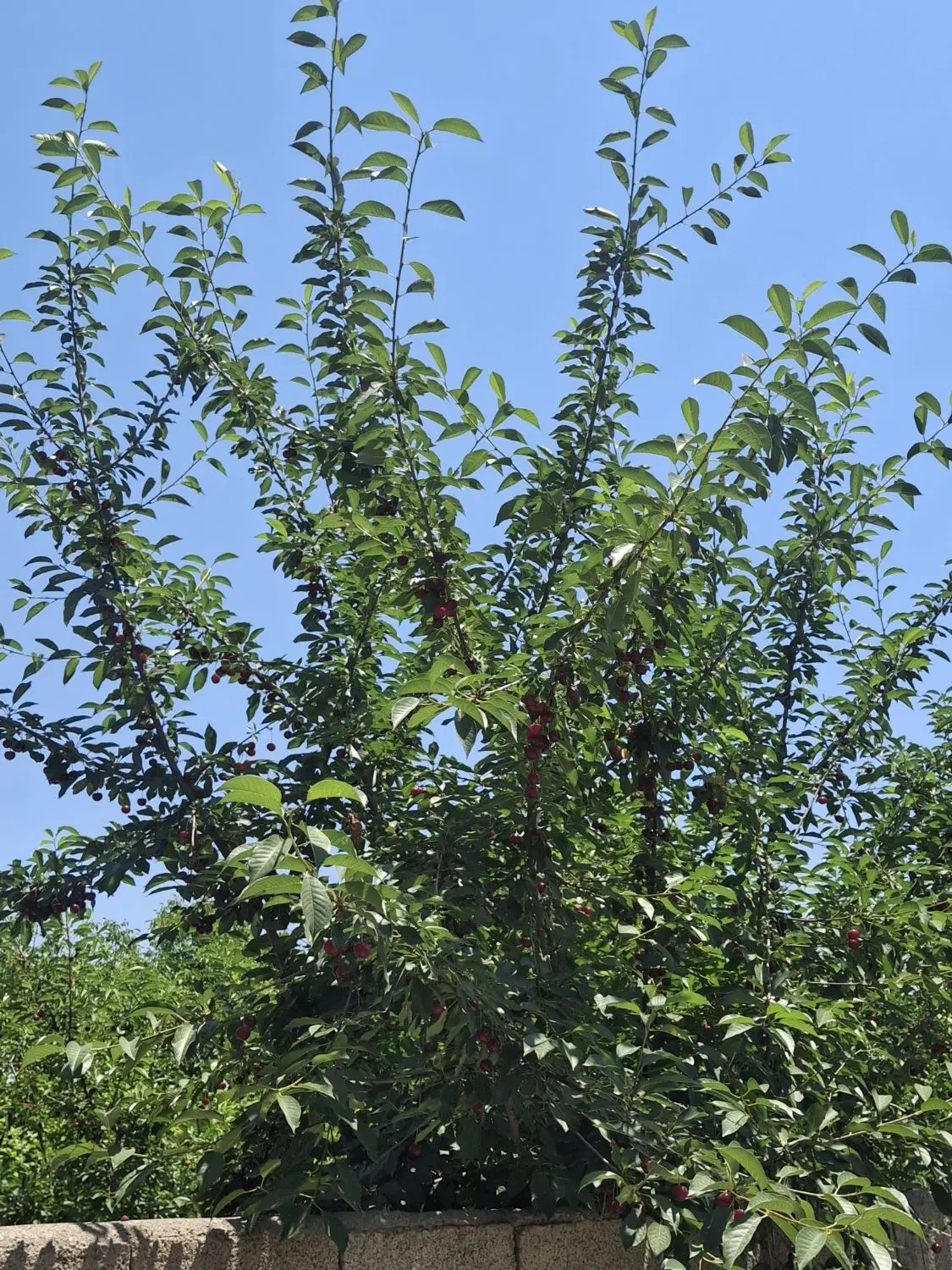 قطعه باغ ویلایی دارای برق و گاز در پره