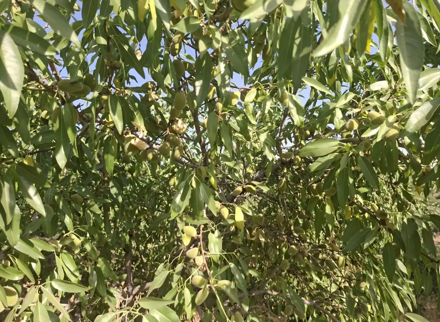 فروش ۱۴ سهم از طرح باغگستران به متراژ ۱ هکتار
