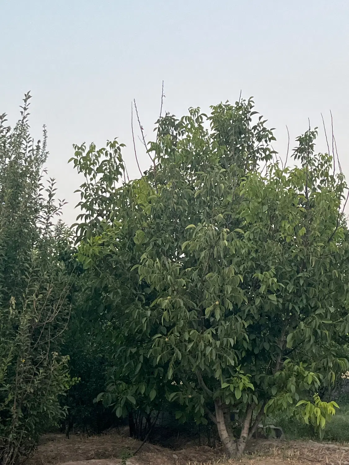 باغ زنده در ماهدشت پیشکک یکم خیابان نجف زاده میوه