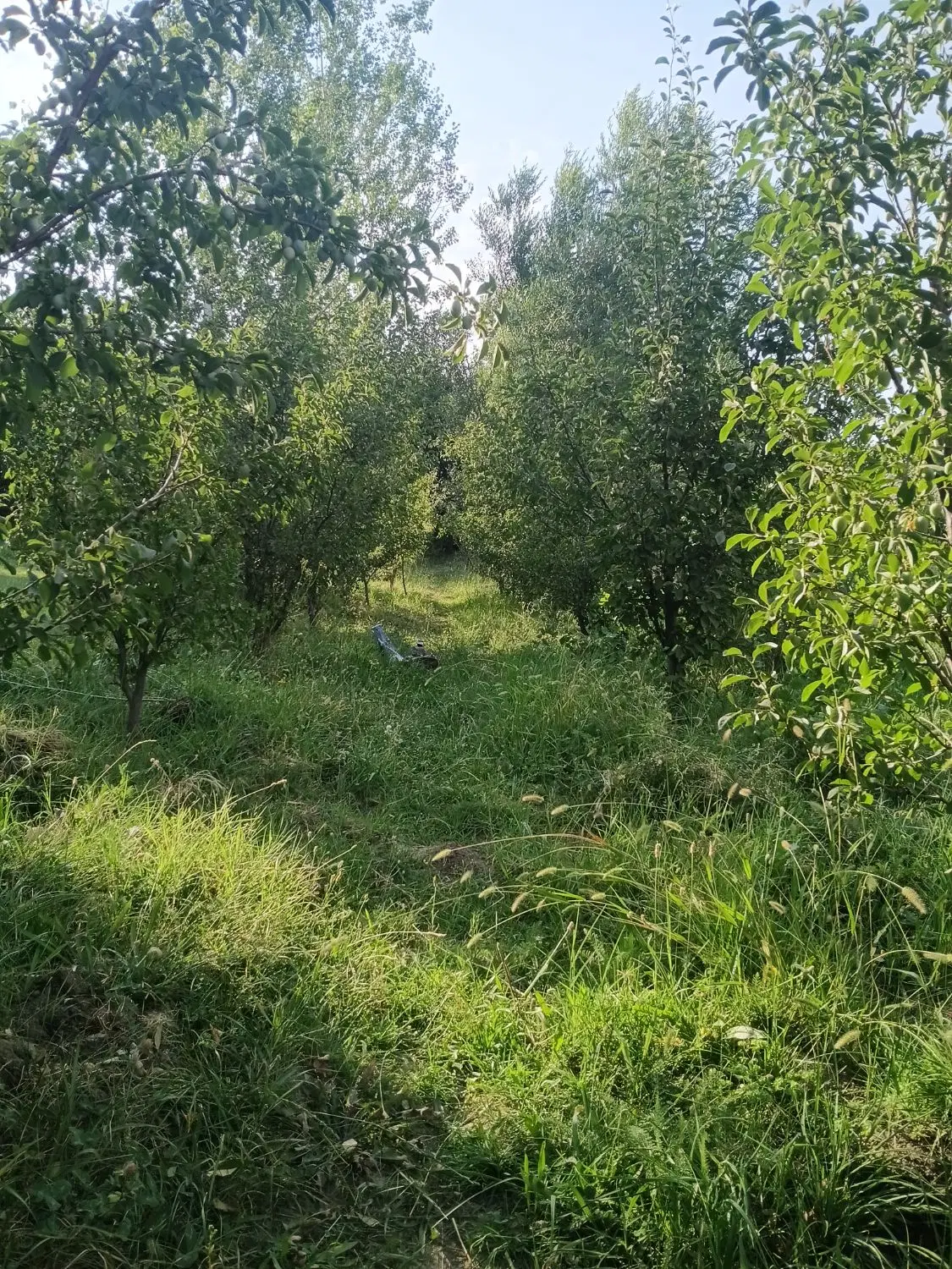 باغ روستای چوتاش