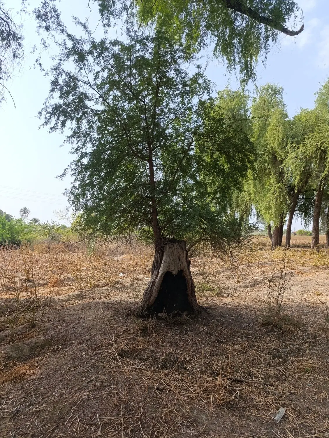 فروش زمین آبشورک