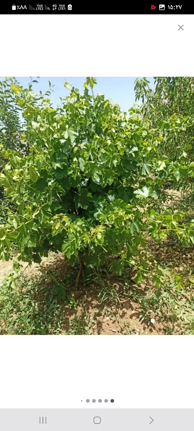 زمین وباغ