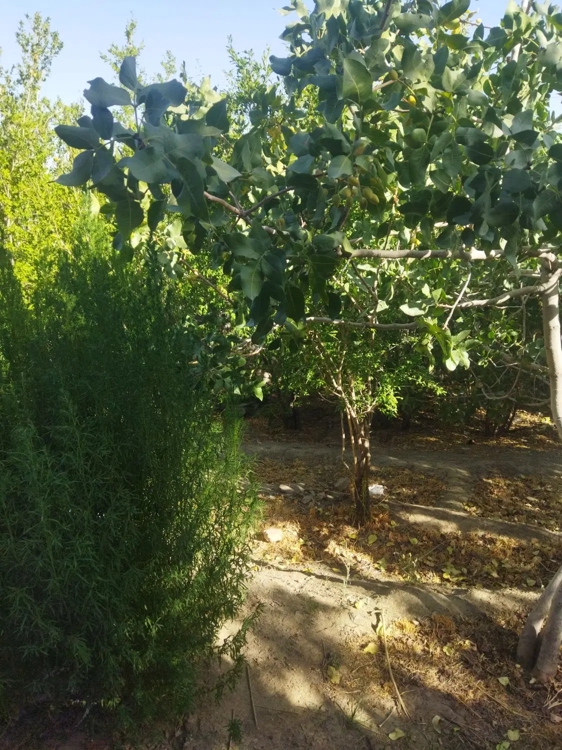 باغ  4دیواری سنگ سفید