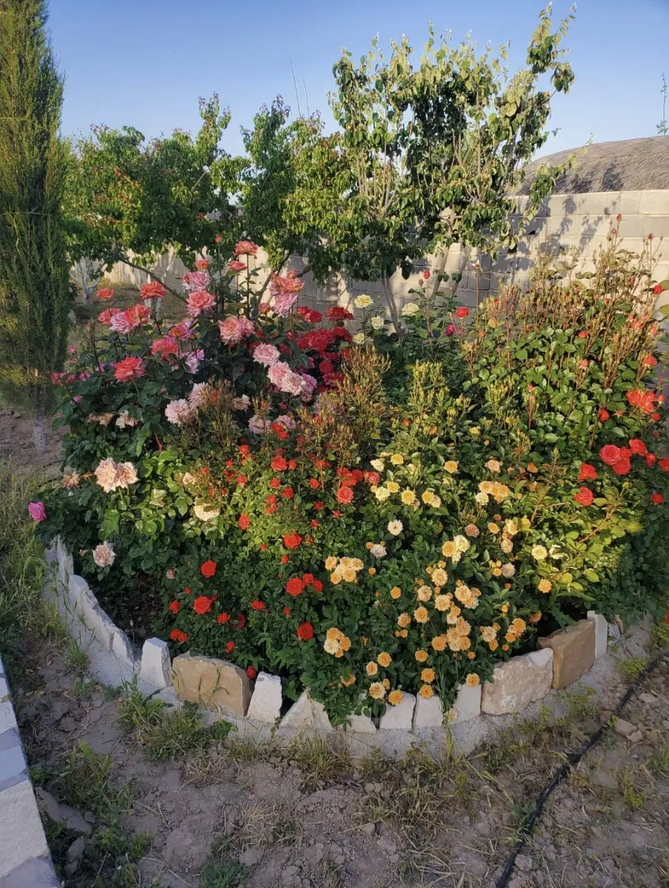 باغ شهری ۱۰۰۰متر.درختان ۷تا۸ساله ثمری زینتی سایه