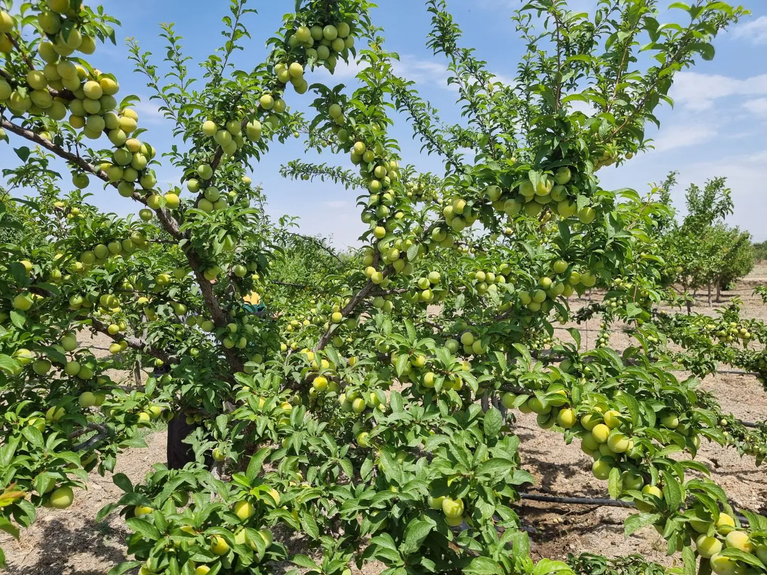 باغ در گلبهار
