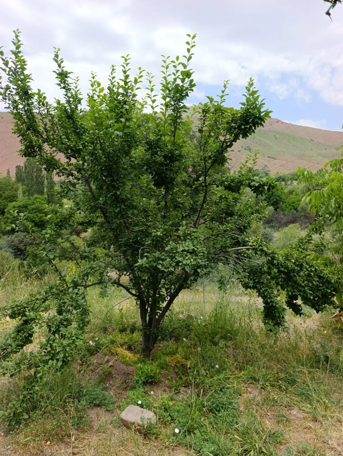 باغ محصور مثمر 883متر طالقان جوستان