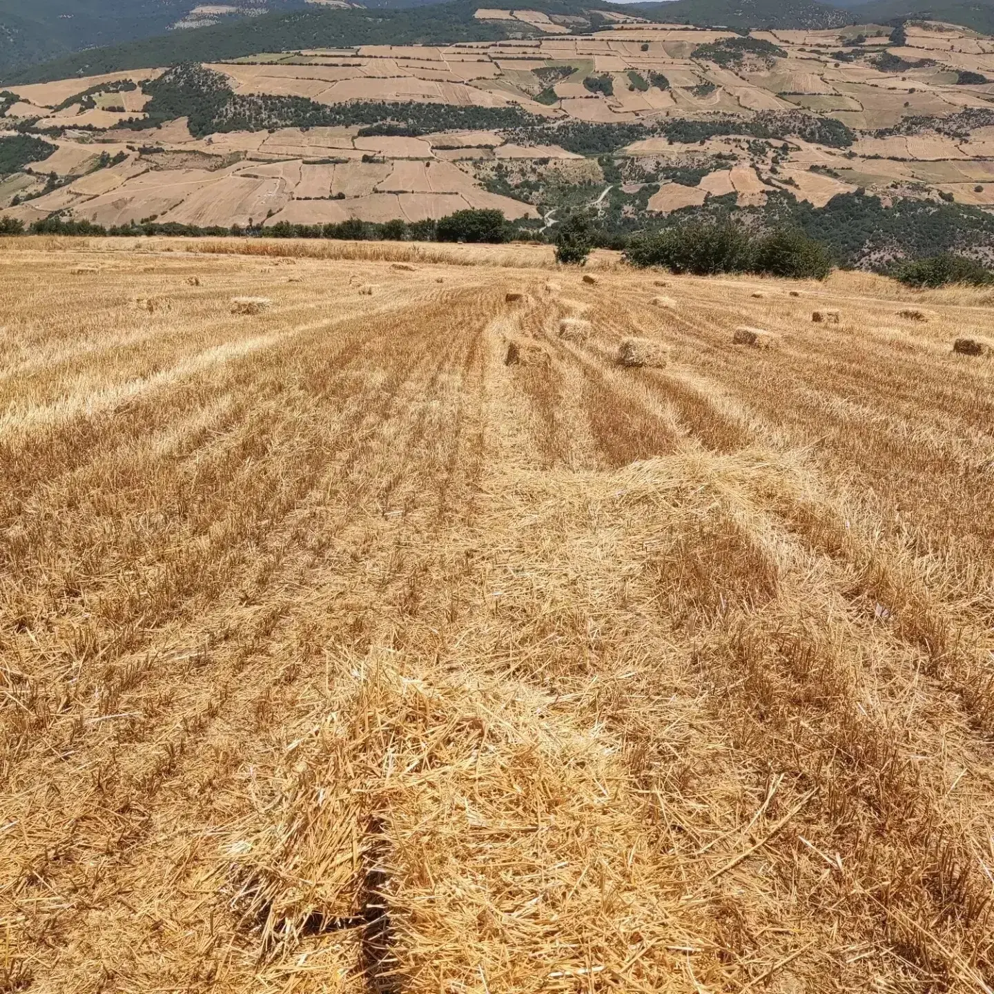 زمین کشاورزی گالیکش .کیارام فرنگ
