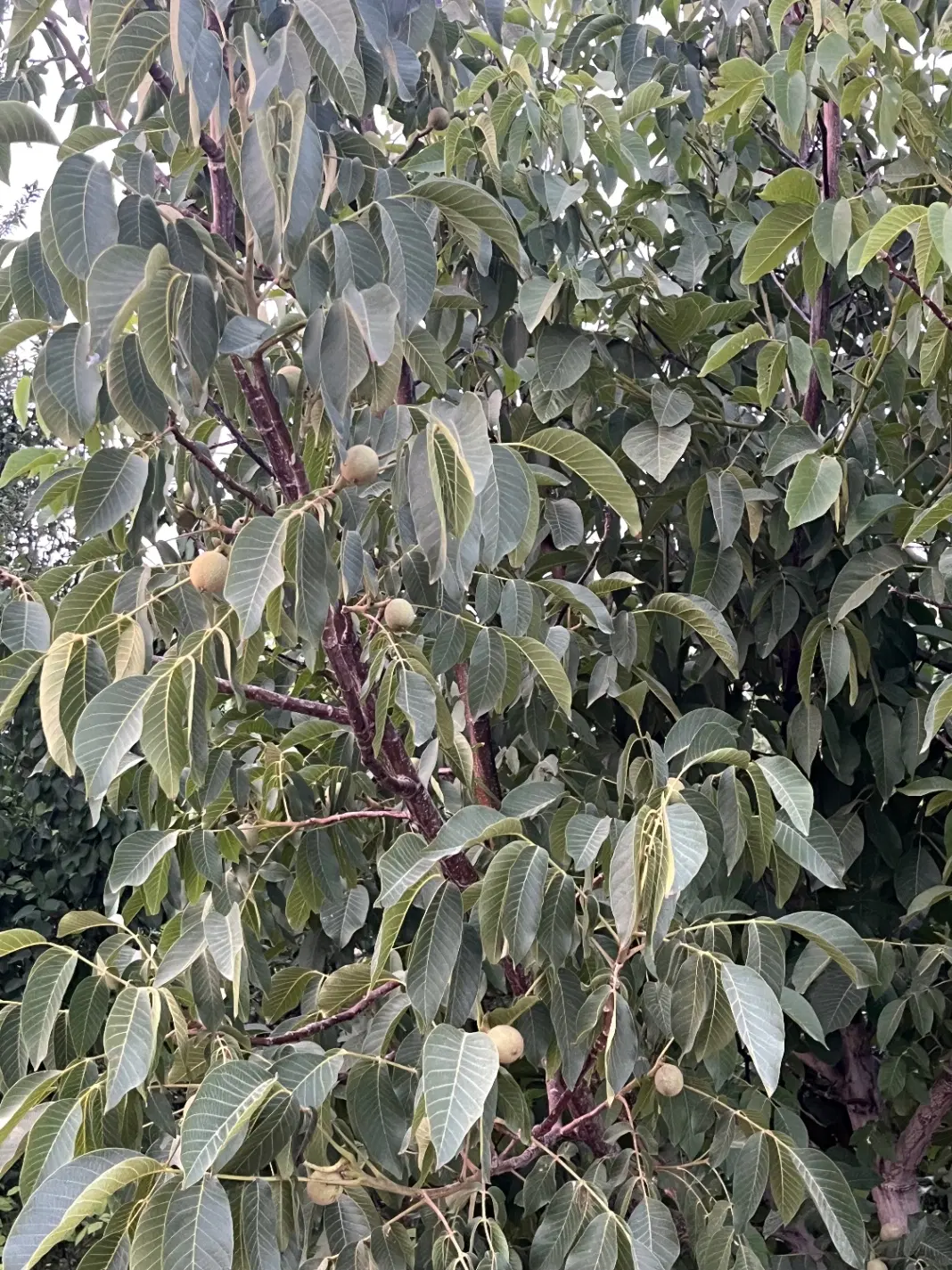 باغ زنده در ماهدشت پیشکک یکم خیابان نجف زاده میوه