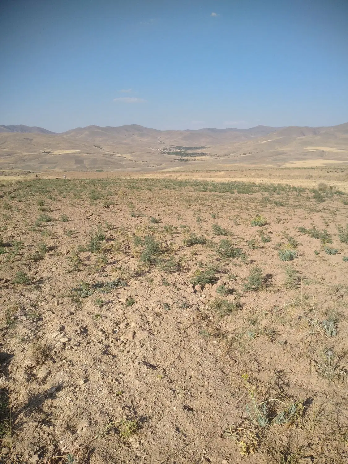 زمین زراعی