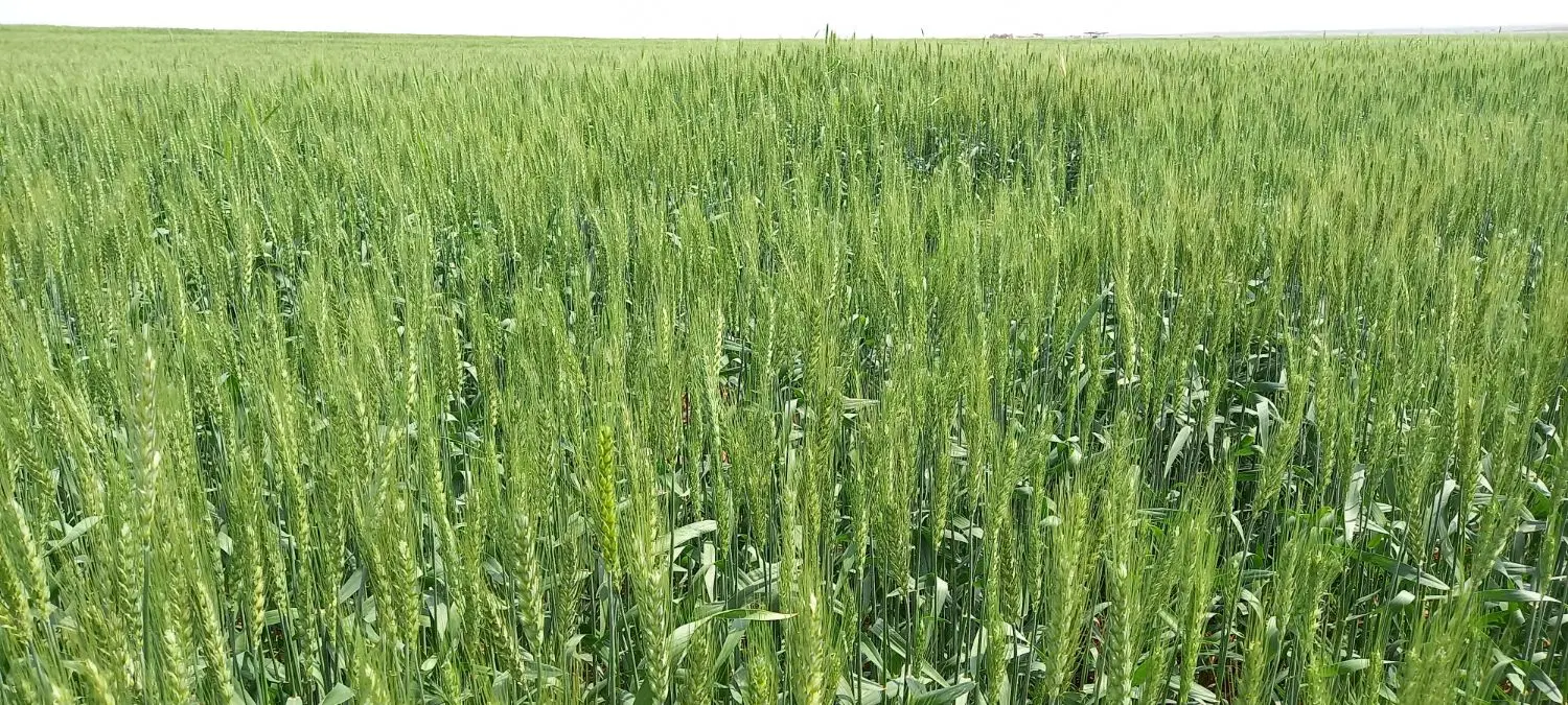 زمین کشاورزی اجاره و شراکت آبی و دیم