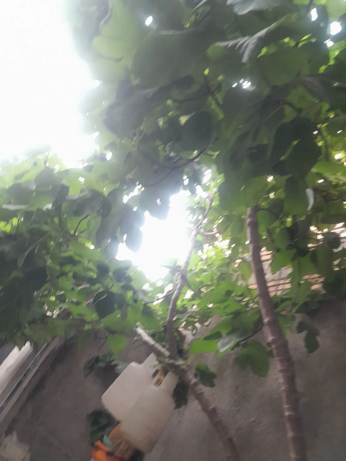 باغ دریام