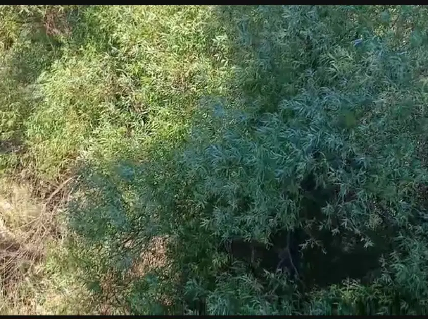 خانه باغ ششدار