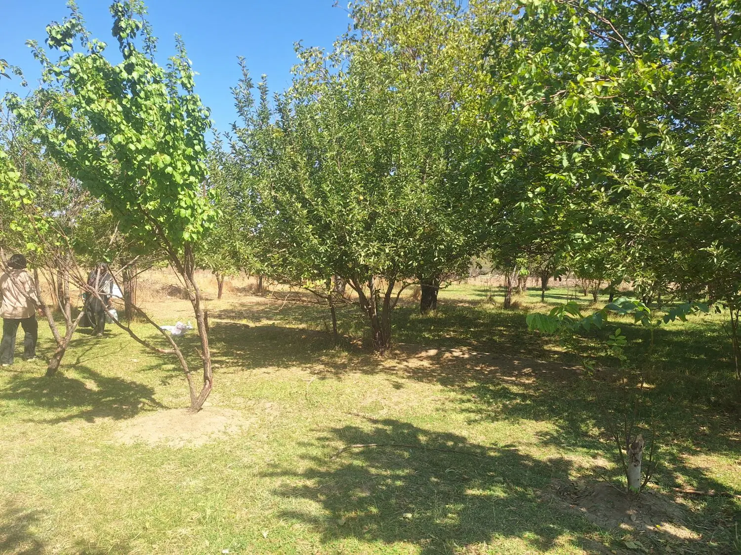 فروش باغ درختی