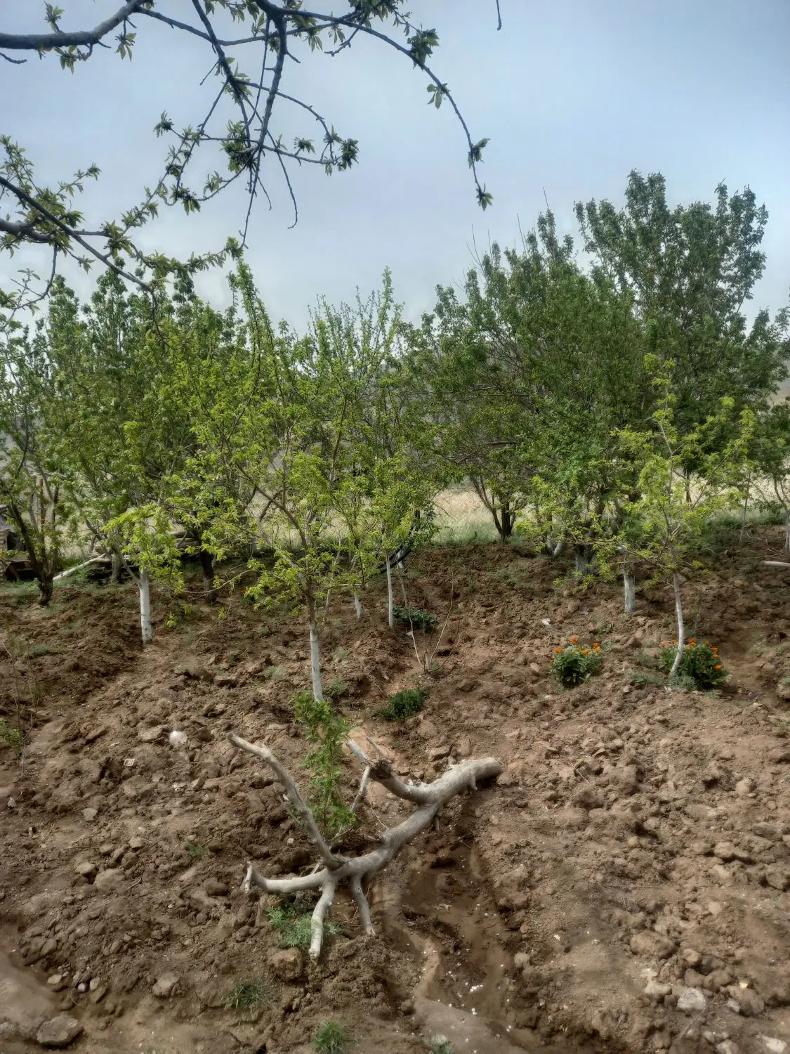 یک قطعه باغچه ۵۰۰ متری در روستای صمغ آباد