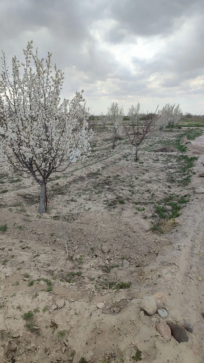 باغ ۶۷۰متردرایلخچی