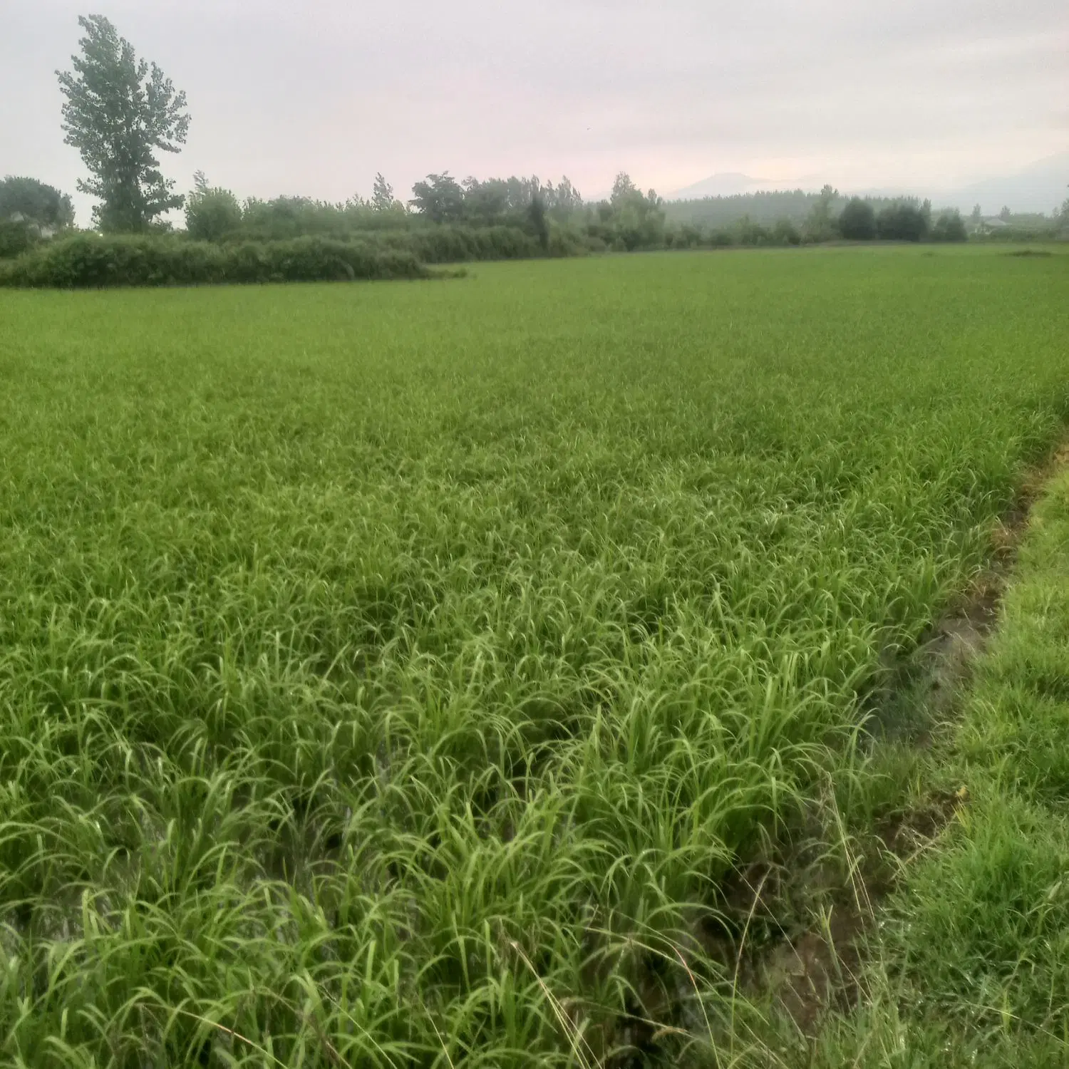 فروش زمین شالیزار طرح سنتی