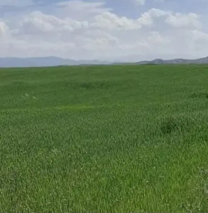 زمین کشاورزی دیم