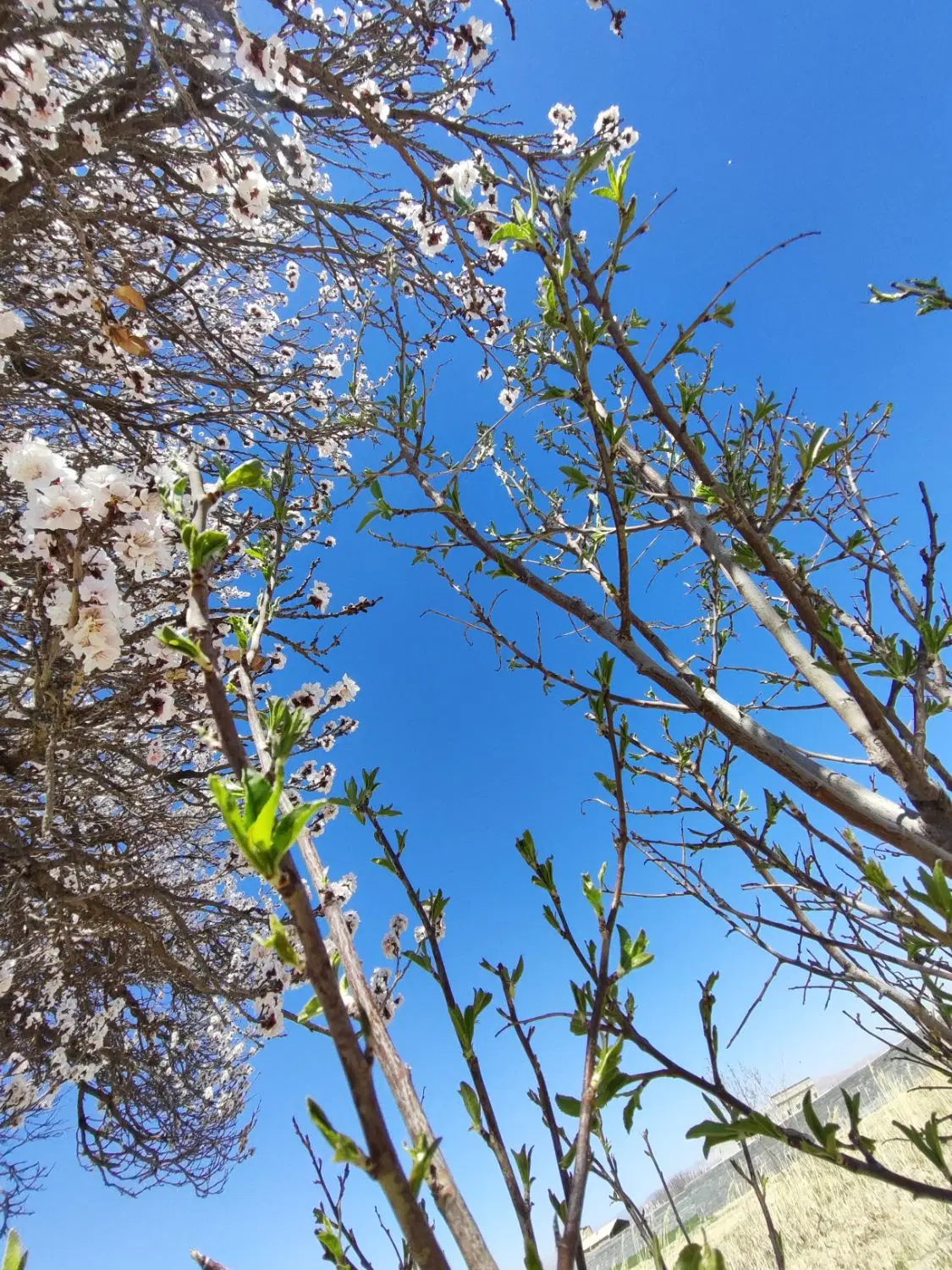 باغ و زمین کشاورزی