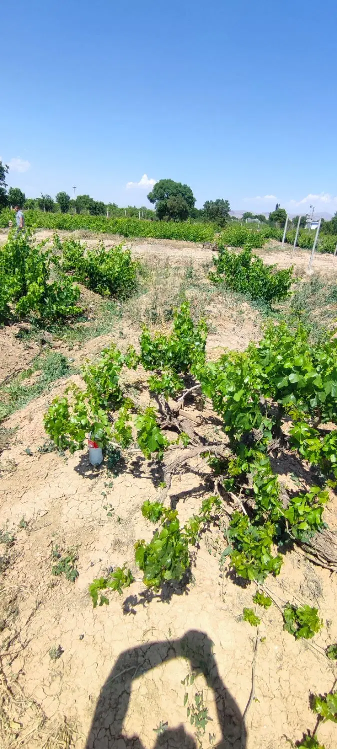 باغ انگور